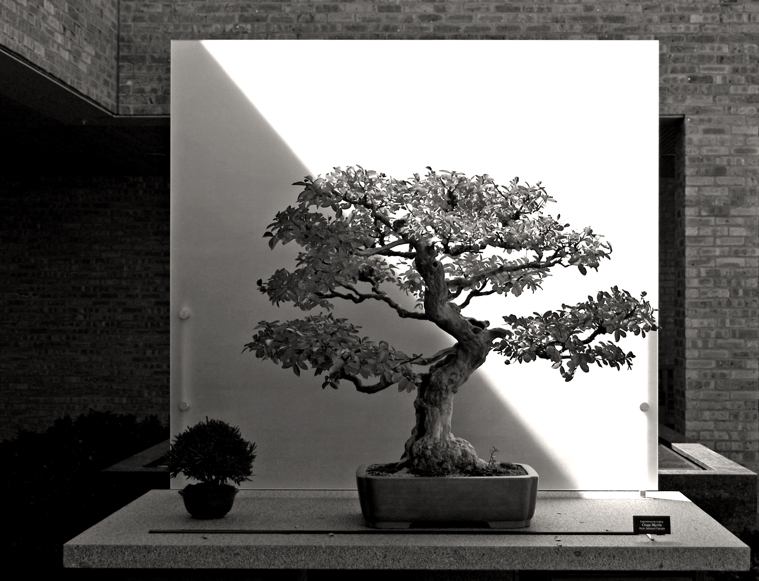 Bonsai tree representing methodical shaping and pruning