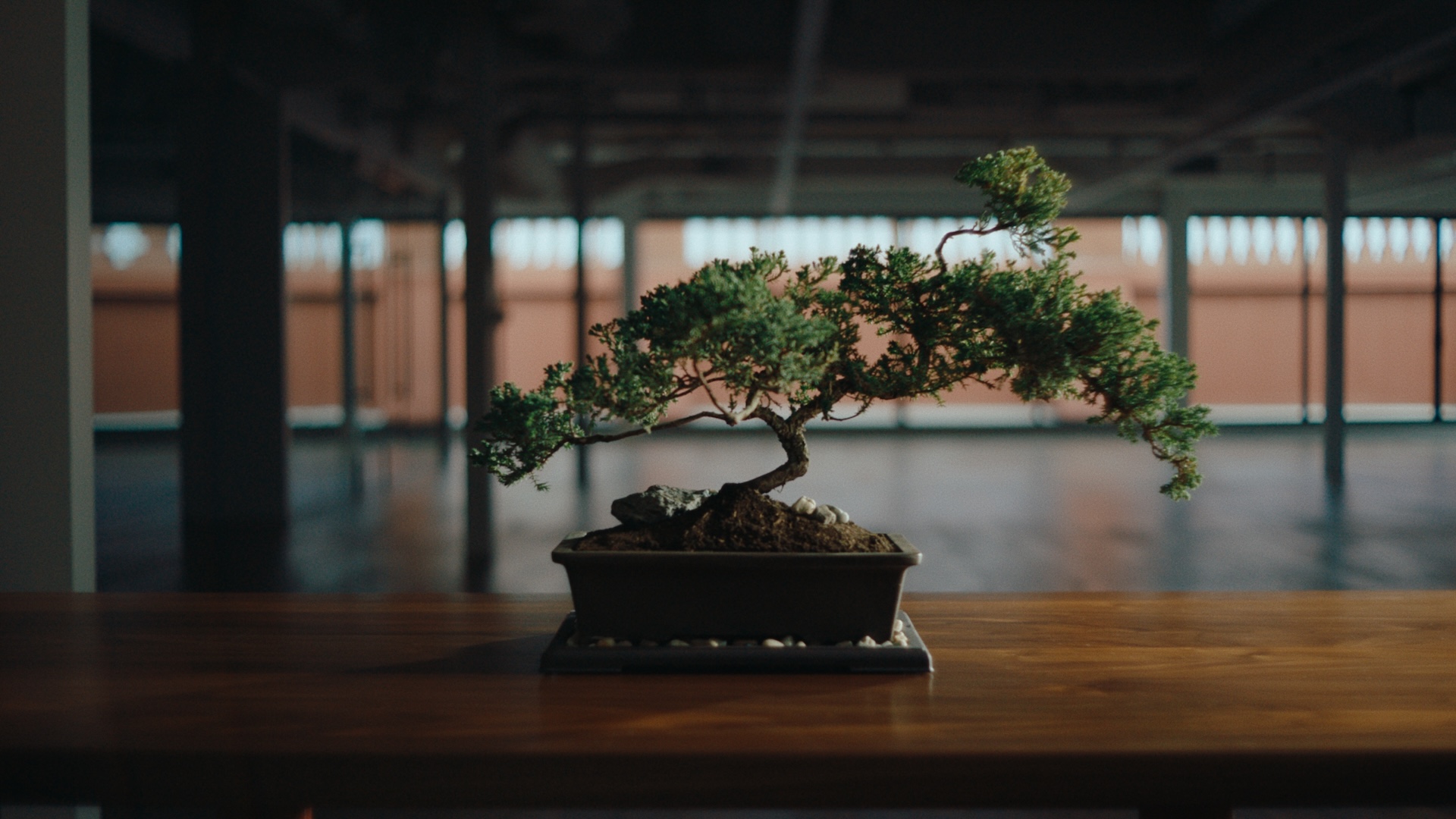 A bonsai tree in a dark pot on a wooden table in a large, empty office space