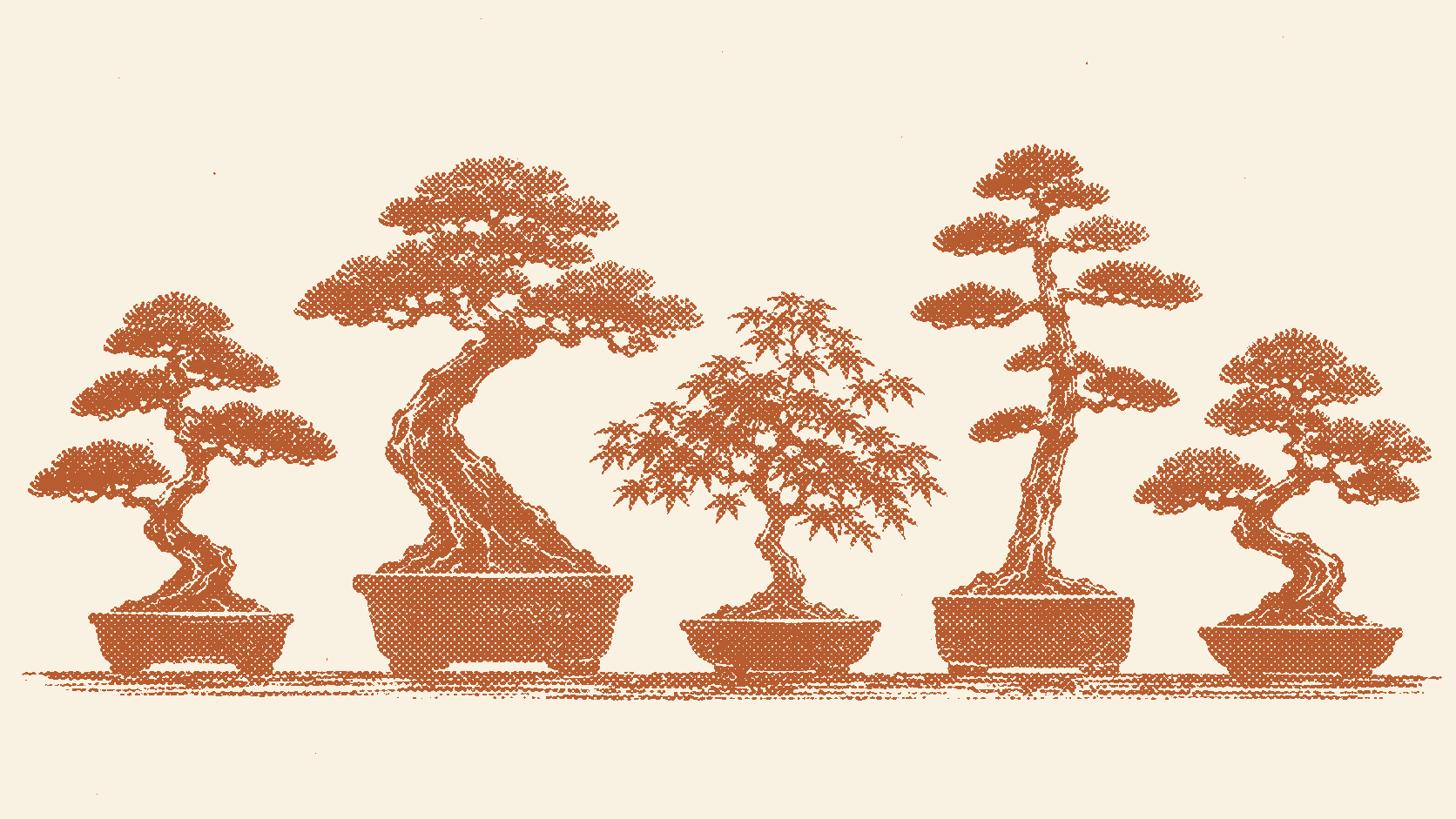 Five bonsai trees arranged in a row