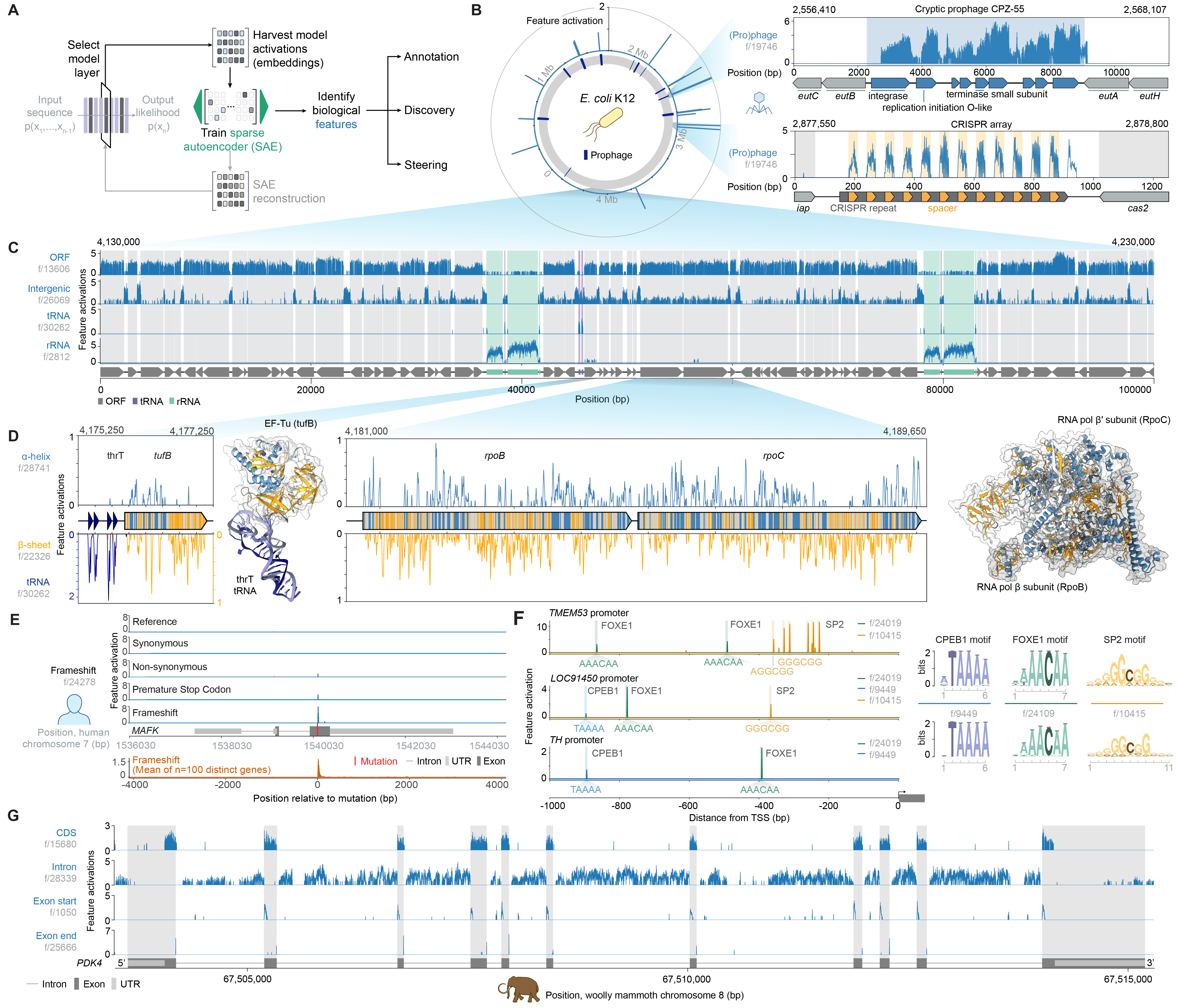 Preprint Figure 4: Mechanistic interpretability of Evo 2 reveals DNA, RNA, protein, and organism level features