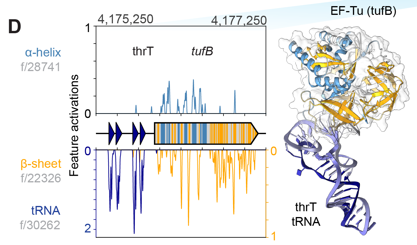 SAE model-derived feature activations