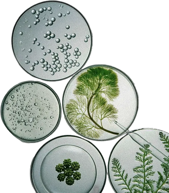 Petri dishes with branching and bubbling cultures, beside fern leaves