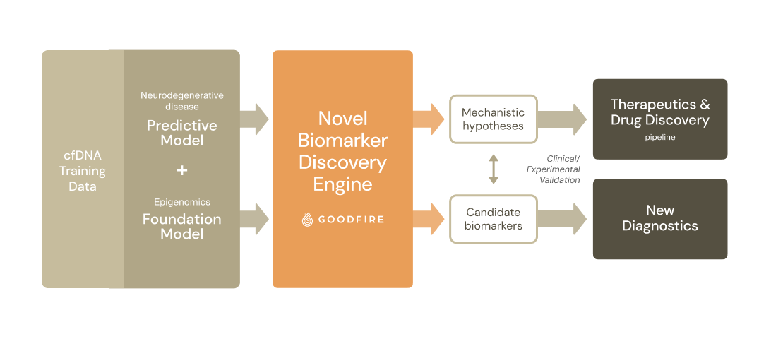 Diagram: cfDNA training data feeds Prima Mente's neurodegenerative disease predictive model and epigenomics foundation model into Goodfire's novel biomarker discovery engine, which produces mechanistic hypotheses and candidate biomarkers. After clinical and experimental validation these lead to a therapeutics and drug discovery pipeline and to new diagnostics.